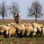 ovce 150x150 Овце съобщават за нападения на вълци с SMS и