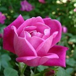 3561 150x150 С ухание на казанлъшка роза в Поморие